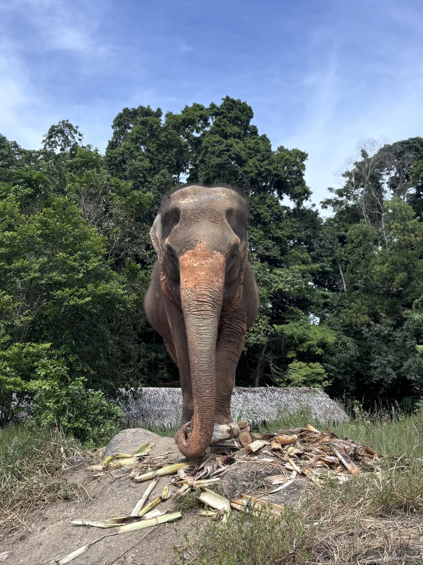 Elephant beside the forest