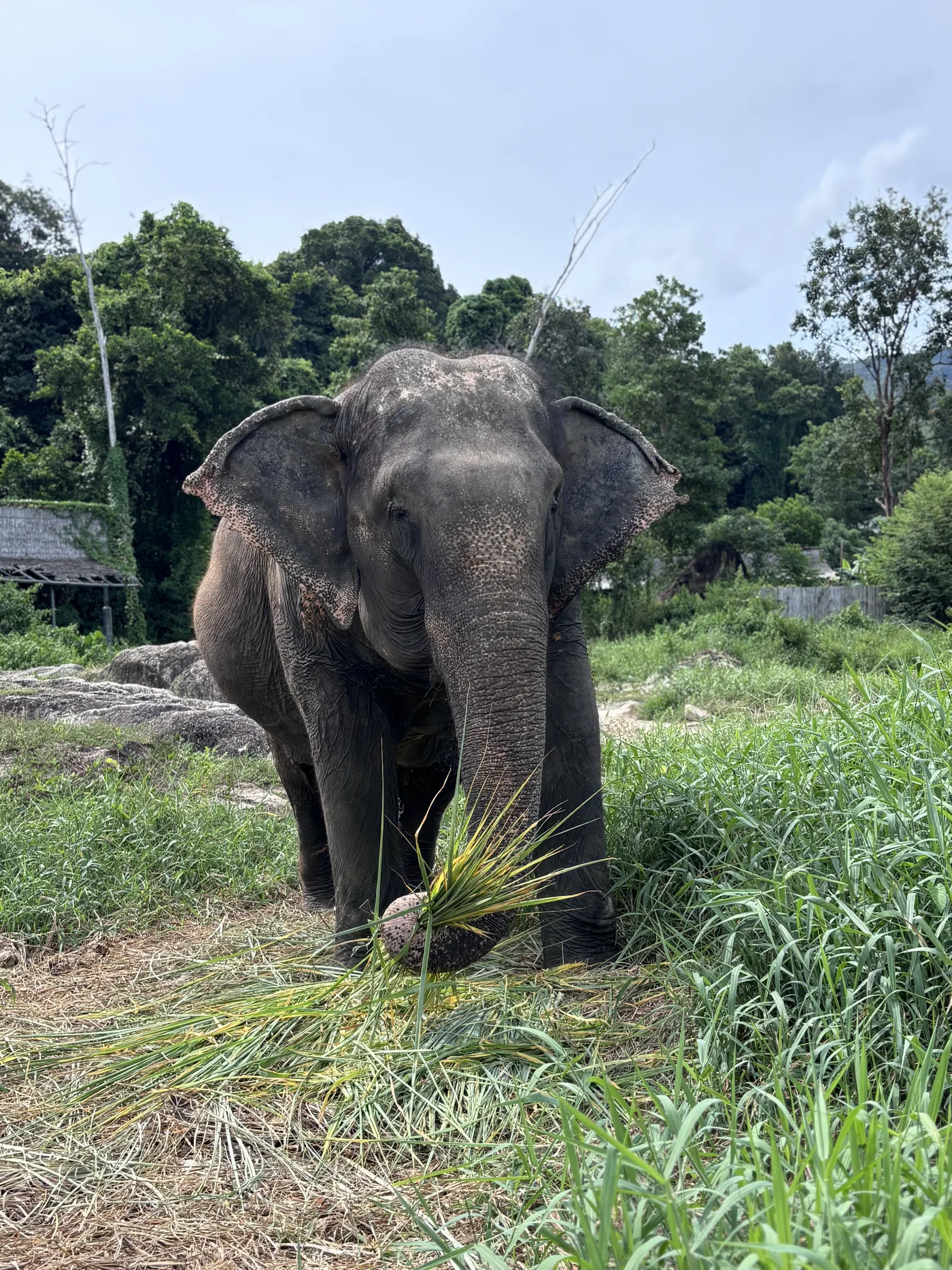 Elephant surrounded by tall grass