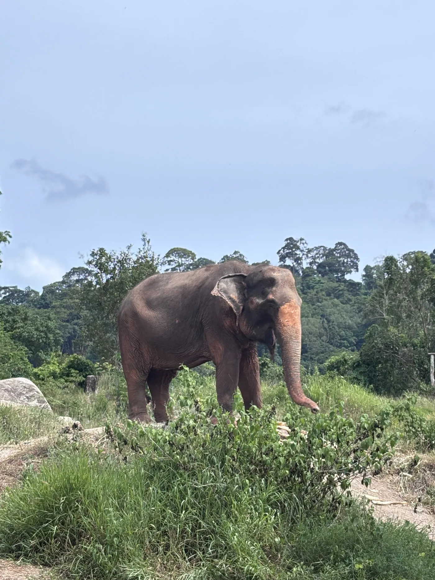 Elephant walking through the sanctuary vegetation