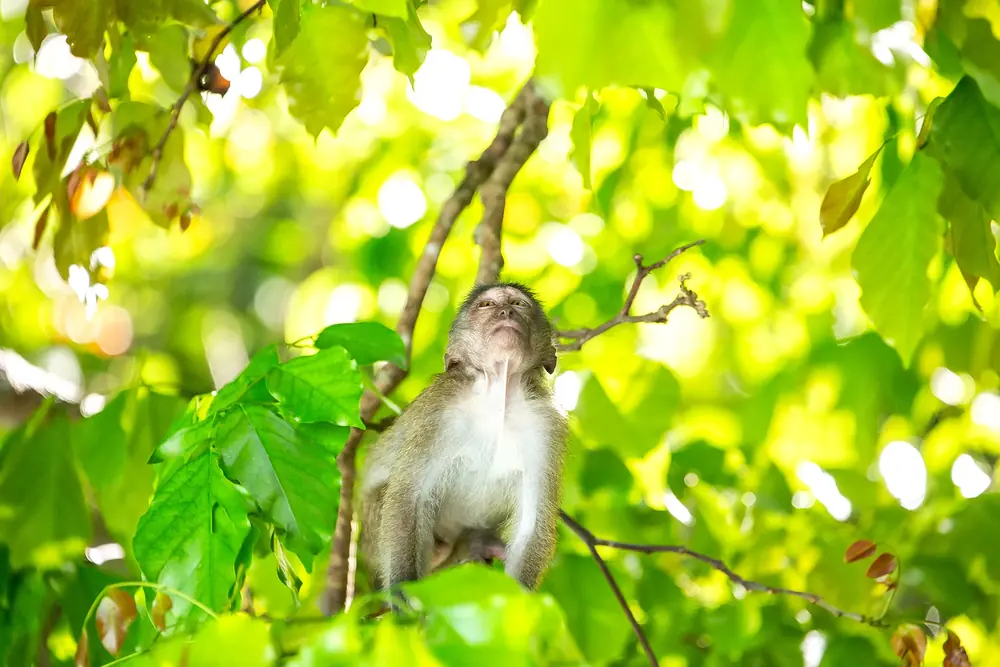 Monkey near the limestone coast of Phi Phi