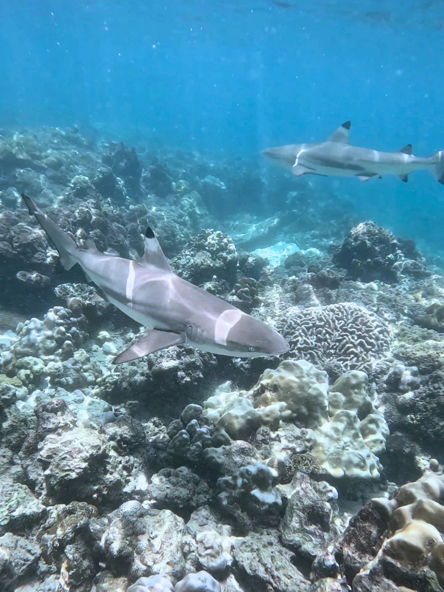 Two reef sharks swimming above coral near Phi Phi