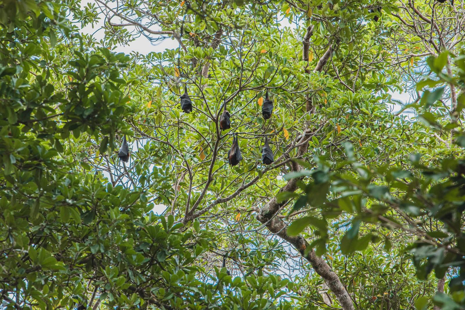 Flying foxes resting among the trees of the Similan Islands